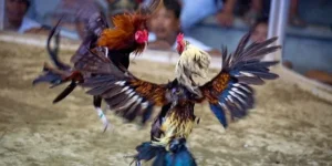 Bí Quyết Cách Chơi Đá Gà Sabong Tại Daga Để Tăng Cơ Hội Thắng