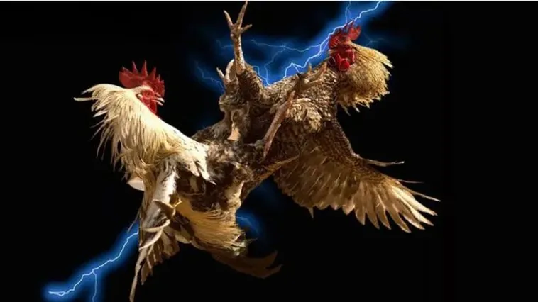 Bí Quyết Cách Chơi Đá Gà WS168 Tại Daga Để Thắng Lớn Hiệu Quả