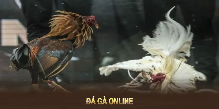 Bí Quyết Cách Chơi Đá Gà WS168 Tại Daga Để Thắng Lớn Hiệu Quả 2 Bí Quyết Cách Chơi Đá Gà WS168 Tại Daga Để Thắng Lớn Hiệu Quả